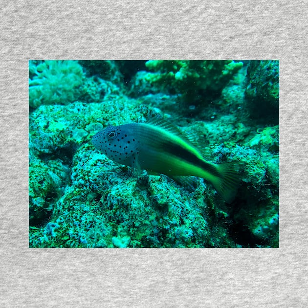 Red Sea Freckled Hawkfish by likbatonboot